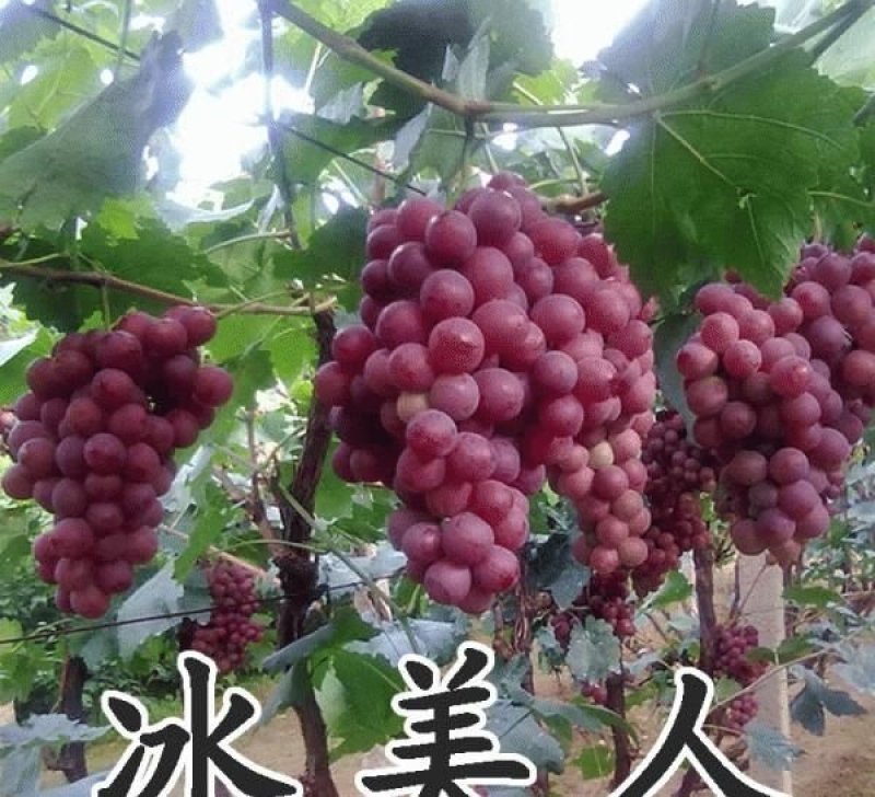 冰葡萄苗无籽冬葡萄苗冬天不下架晚熟葡萄树苗南北方冰美人葡