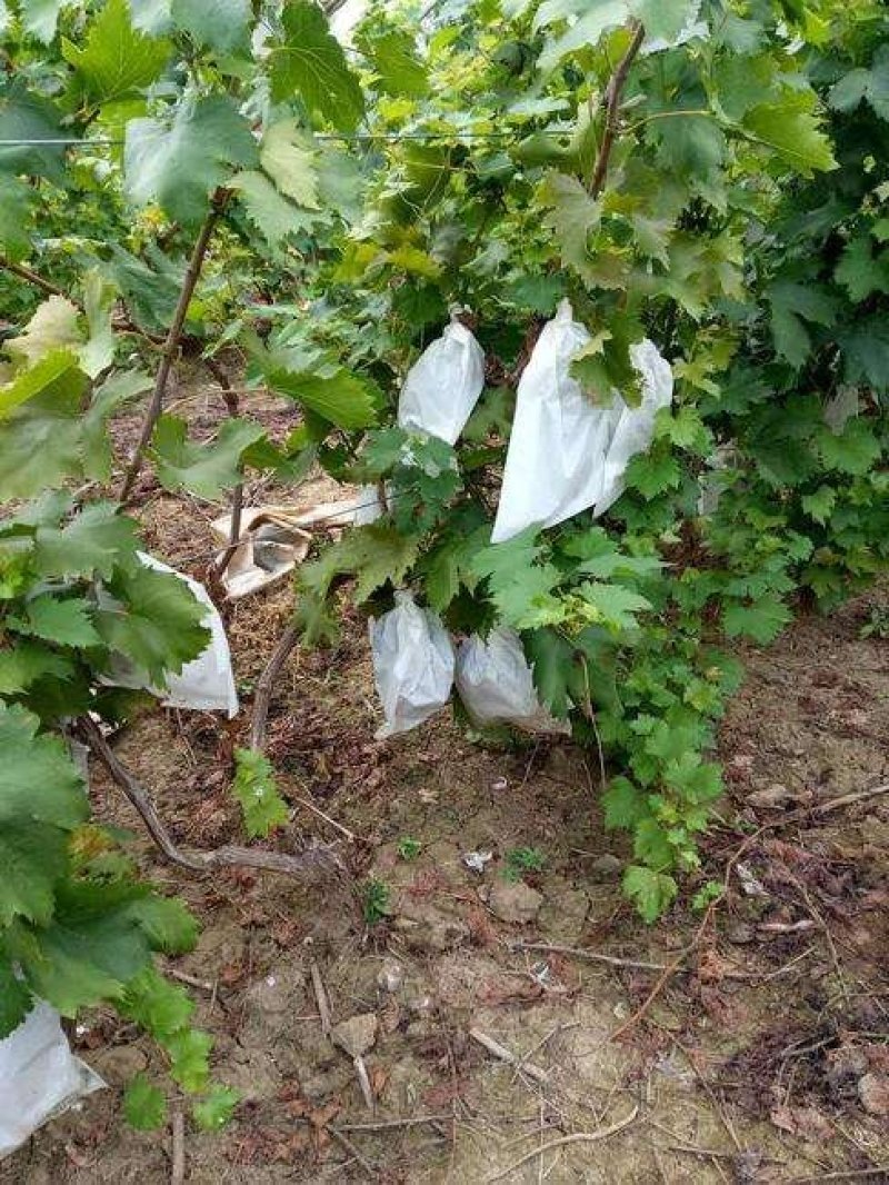 冰葡萄苗无籽冬葡萄苗冬天不下架晚熟葡萄树苗南北方冰美人葡