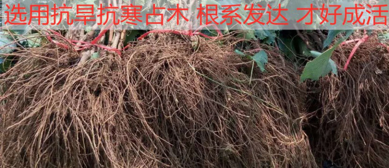 红提葡萄苗又名红地球、晚红葡萄苗产地批发保证品质
