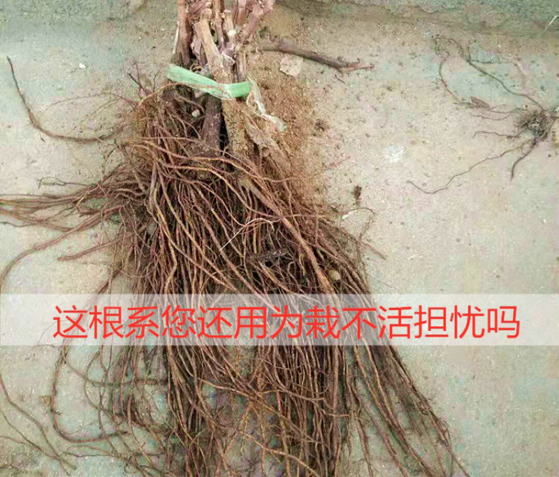 红提葡萄苗又名红地球、晚红葡萄苗产地批发保证品质