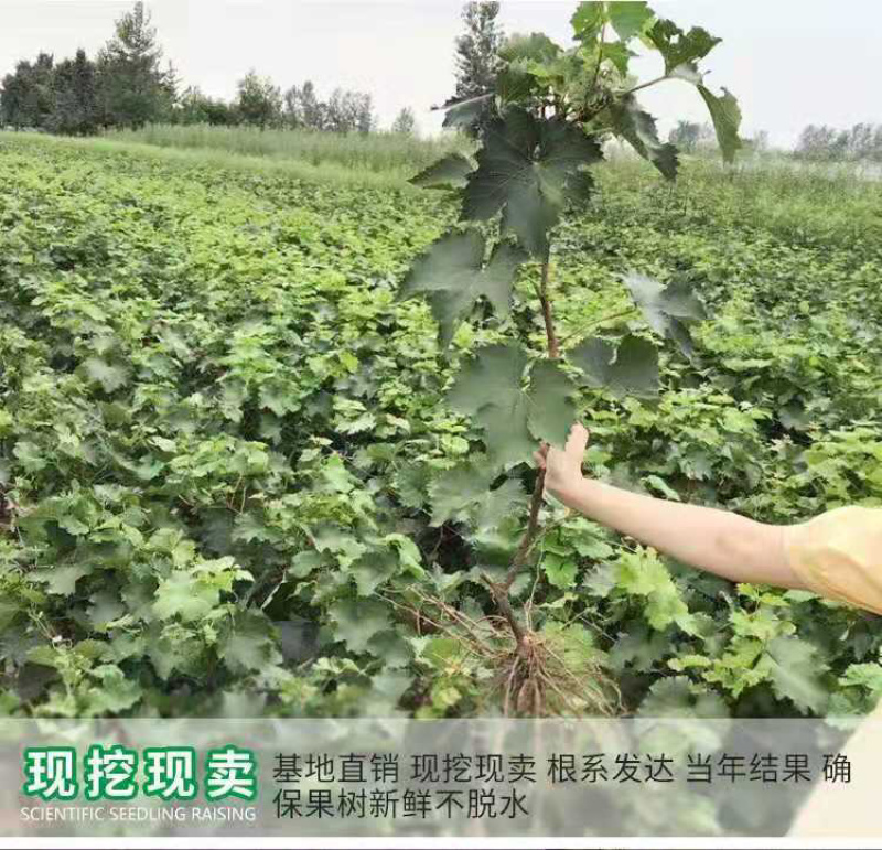 红提葡萄苗又名红地球、晚红葡萄苗产地批发保证品质