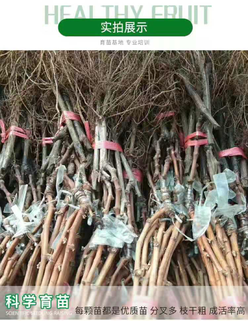 红提葡萄苗又名红地球、晚红葡萄苗产地批发保证品质