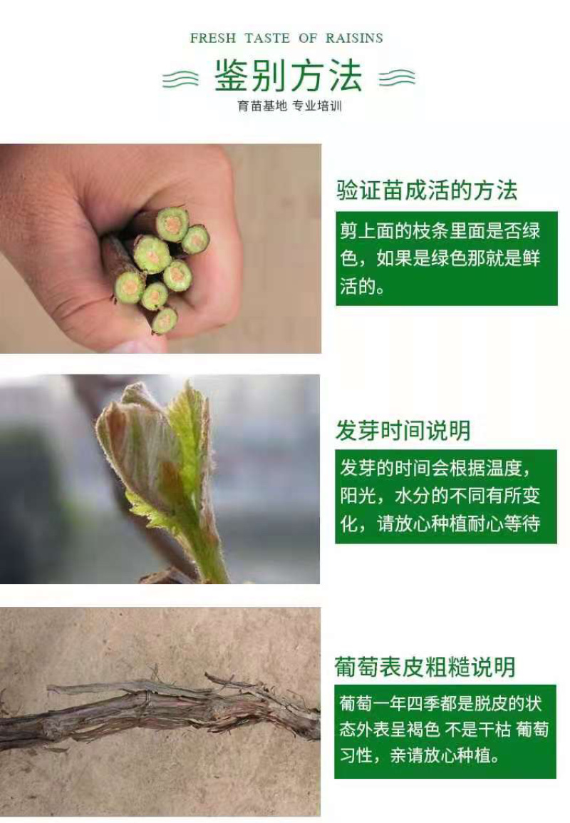 红提葡萄苗又名红地球、晚红葡萄苗产地批发保证品质