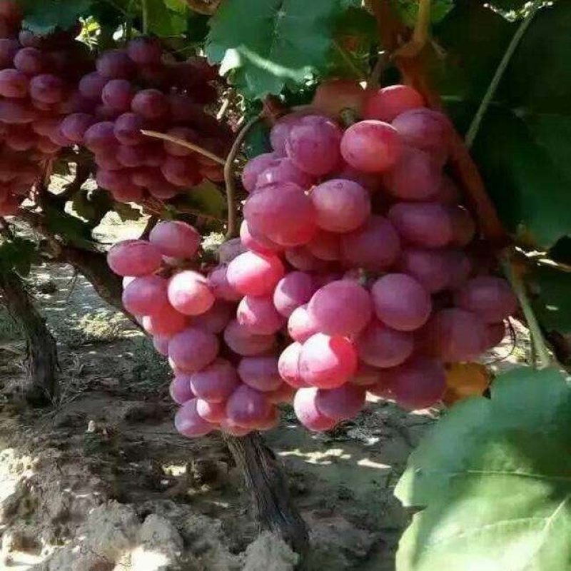 巨大葡萄苗果树南方种植爬藤北方品种抗寒当年结果盆栽地栽