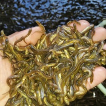 真泥鳅鱼苗台湾泥鳅鱼苗热销水产品