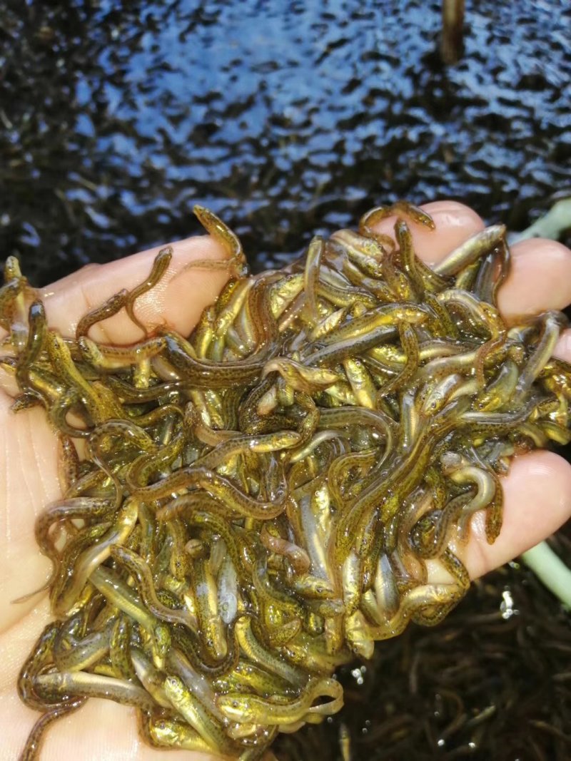 真泥鳅鱼苗台湾泥鳅鱼苗热销水产品