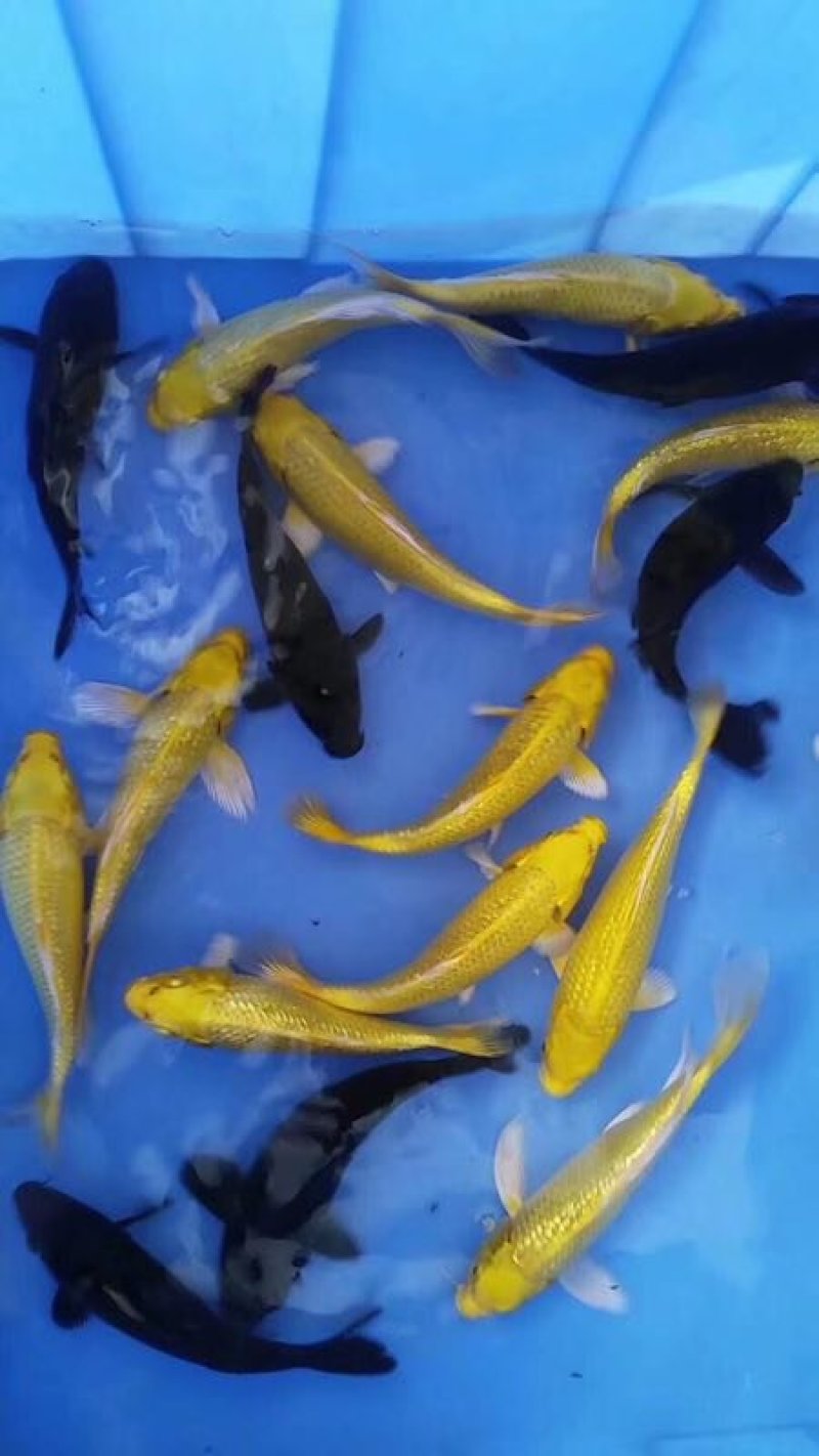 三色锦鲤鱼苗塘口价直供淡水鱼苗