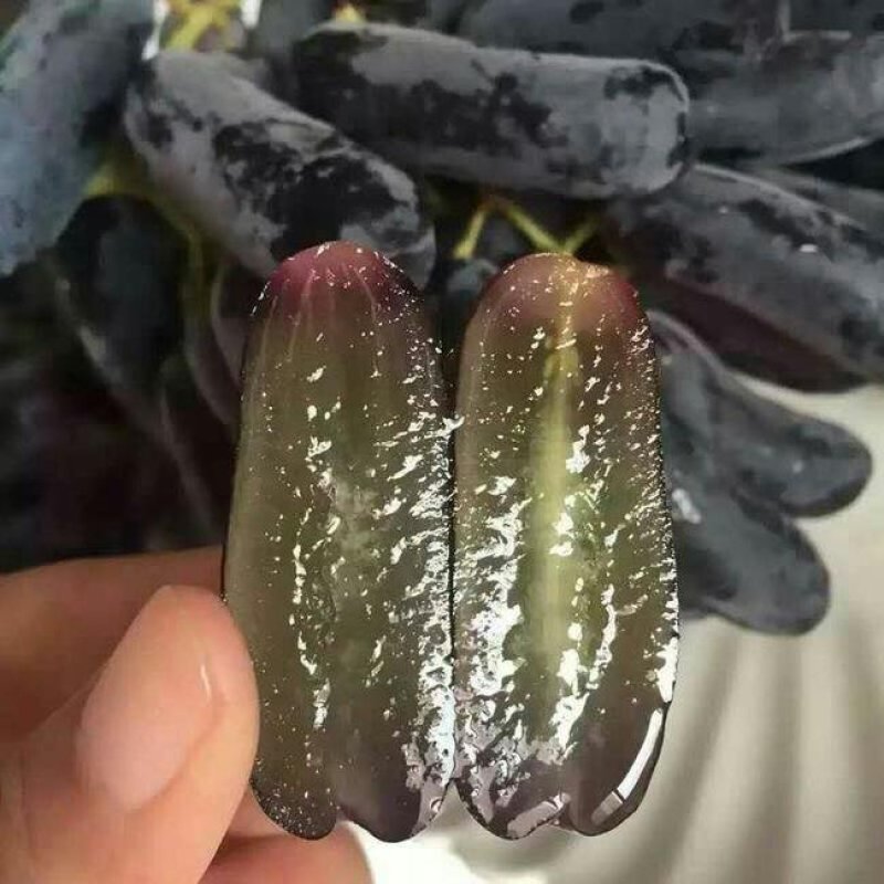 蓝宝石葡萄苗葡萄树苗果树苗当年结果大苗爬藤葡萄树苖南北方