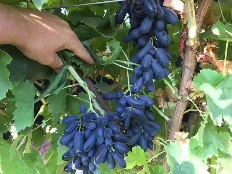 蓝宝石葡萄苗葡萄树苗果树苗当年结果大苗爬藤葡萄树苖南北方