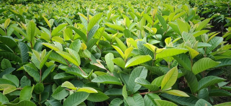 台湾珍珠番石榴苗30cm以下