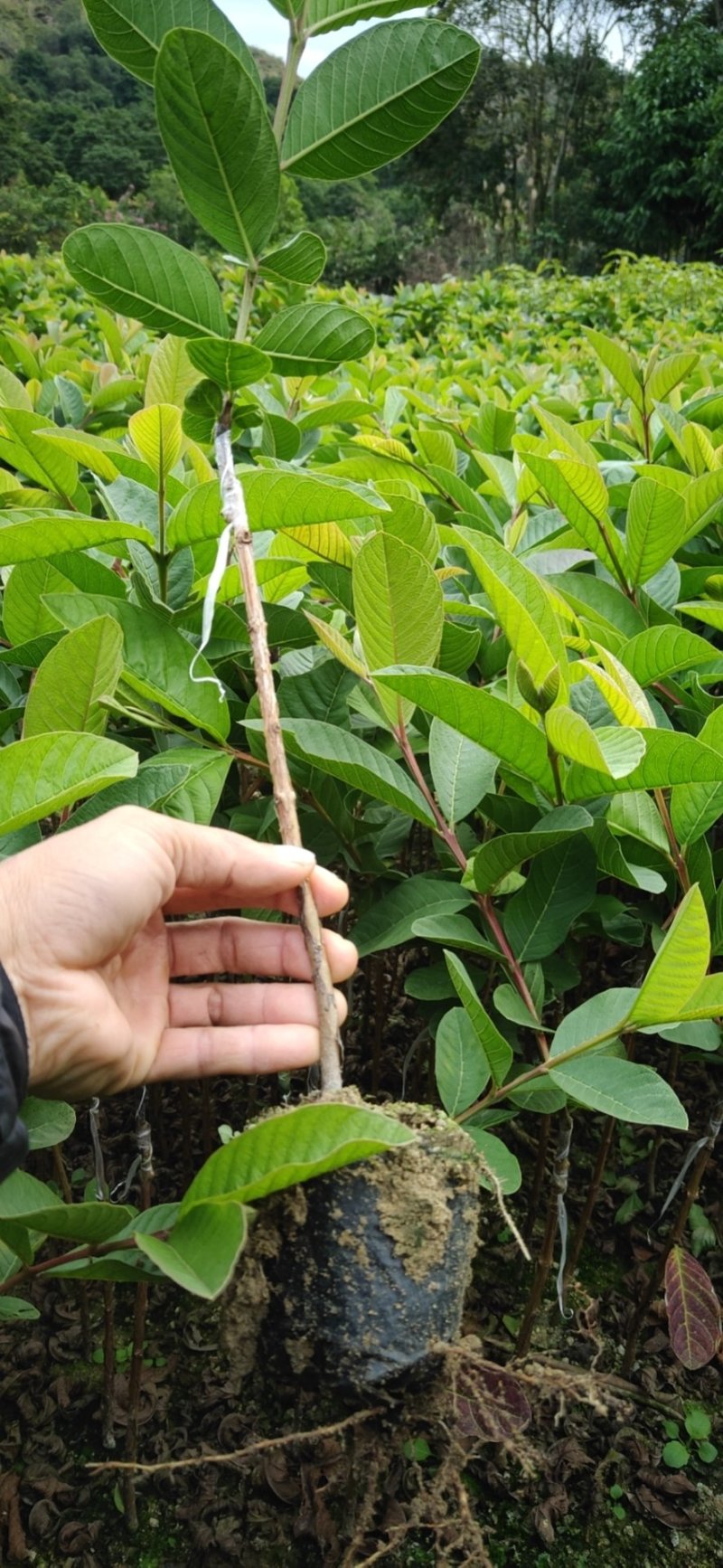 台湾珍珠番石榴苗30cm以下