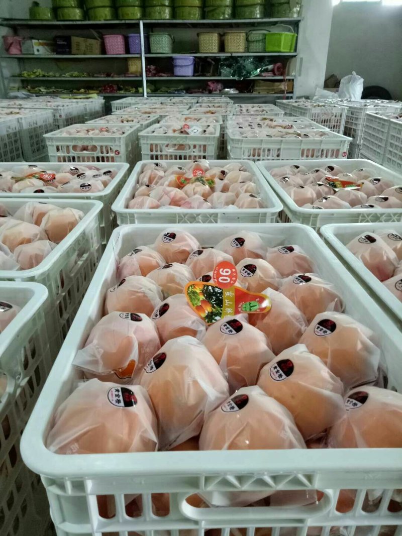 订果7904脐橙65-95果，纽荷尔