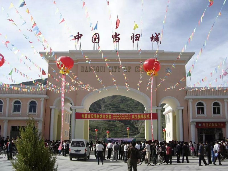 甘肃岷县小当归批发保质量自然晒干干净无杂质