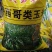 墨西哥玉米草种子，黑籽特级种子，亩用量6斤左右