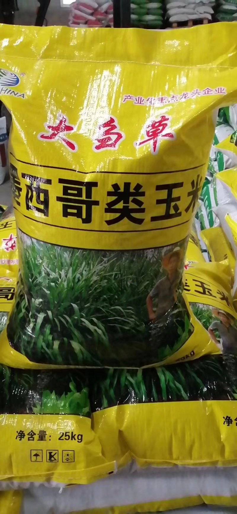 墨西哥玉米草种子，黑籽特级种子，亩用量6斤左右