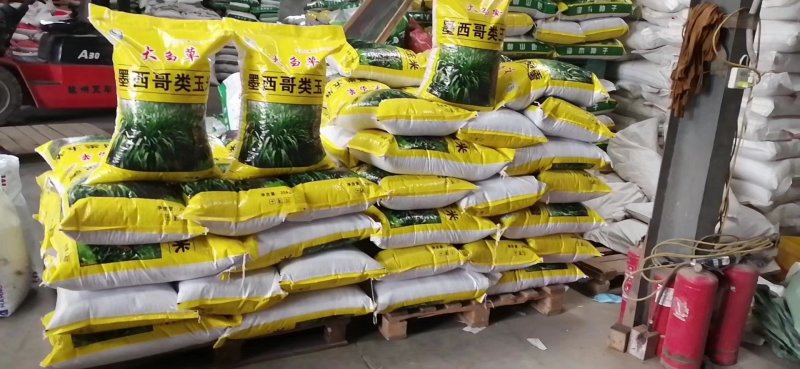 墨西哥玉米草种子，黑籽特级种子，亩用量6斤左右