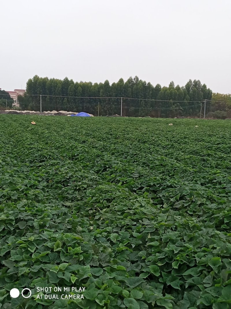 西瓜红，紫署，哈蜜苗