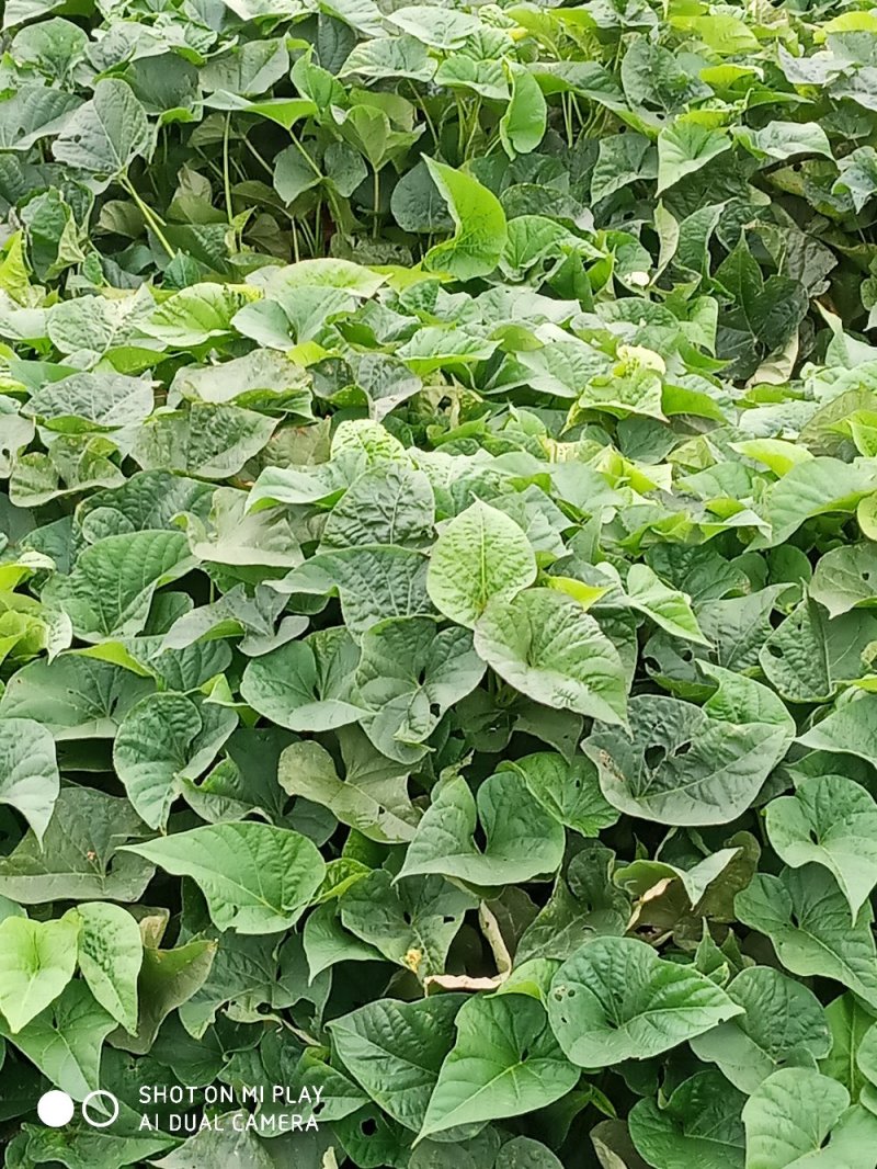 西瓜红，紫署，哈蜜苗