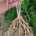 芦笋苗，一年苗好活成本低，大面积种植推荐。