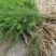 芦笋苗，一年苗好活成本低，大面积种植推荐。