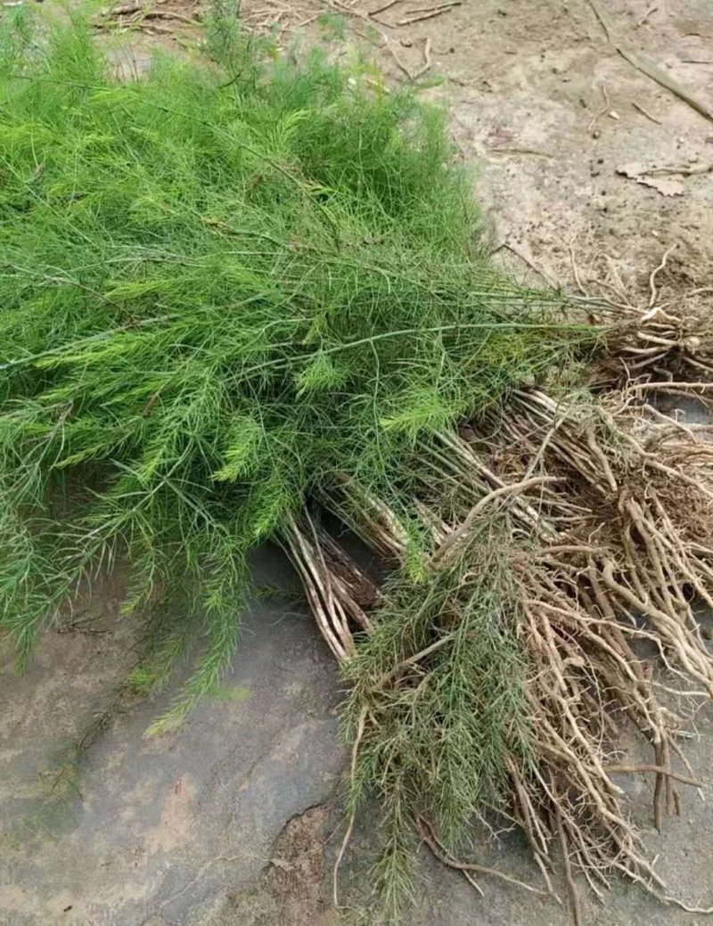 芦笋苗，一年苗好活成本低，大面积种植推荐。