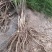 芦笋苗，一年苗好活成本低，大面积种植推荐。