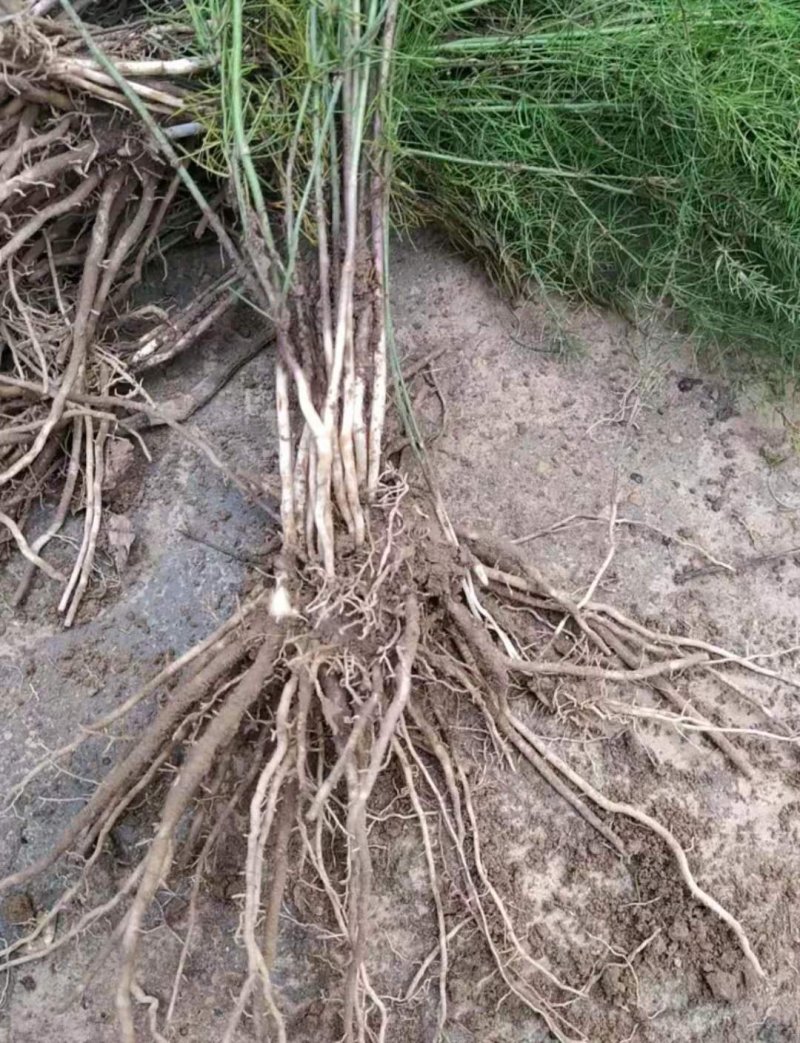芦笋苗，一年苗好活成本低，大面积种植推荐。