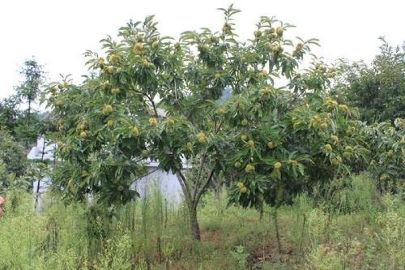 罗田板栗树嫁接苗大红袍油栗毛锥栗特大果苗南方北方种植当年