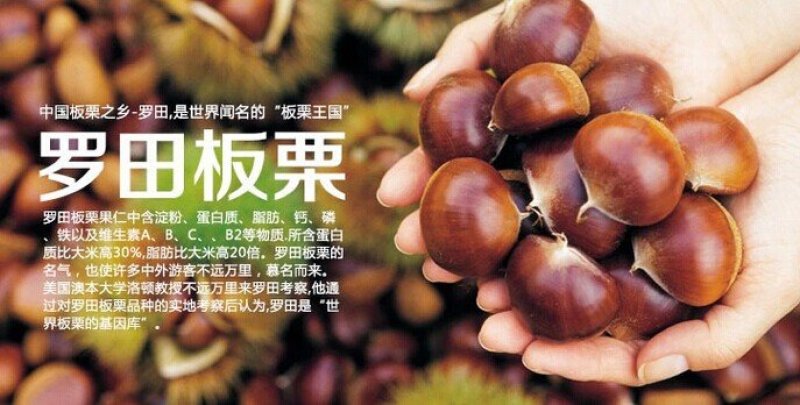 罗田板栗树嫁接苗大红袍油栗毛锥栗特大果苗南方北方种植当年