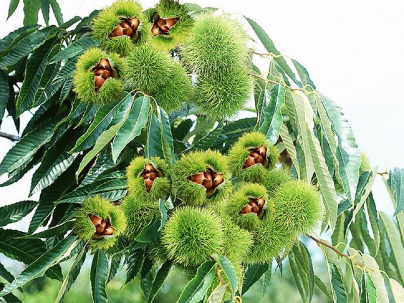 罗田板栗树嫁接苗大红袍油栗毛锥栗特大果苗南方北方种植当年