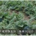 非洲黑霸王西瓜种子，纯黑皮大红瓤，高抗重茬，大红瓤