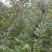 板栗苗嫁接大红袍板栗水果苗栗子树苗果树苗南方北方种植板栗