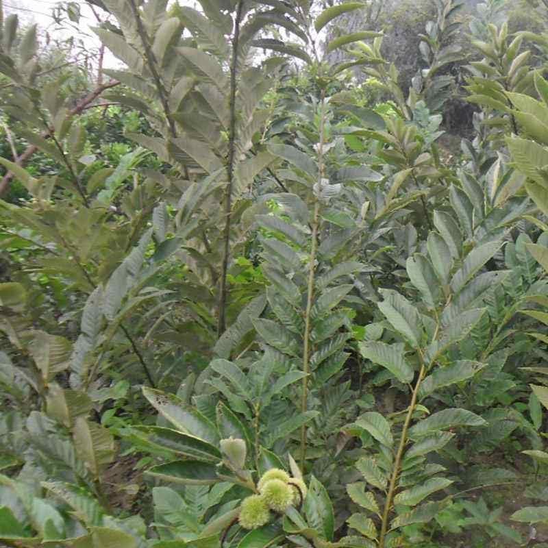 板栗苗嫁接大红袍板栗水果苗栗子树苗果树苗南方北方种植板栗