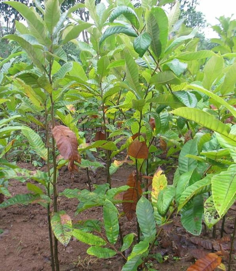 板栗苗嫁接大红袍板栗水果苗栗子树苗果树苗南方北方种植板栗