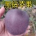 冰糖心苹果苗-黑钻苹果-蛇果苹果-国光苹果-品种保证
