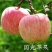 冰糖心苹果苗-黑钻苹果-蛇果苹果-国光苹果-品种保证