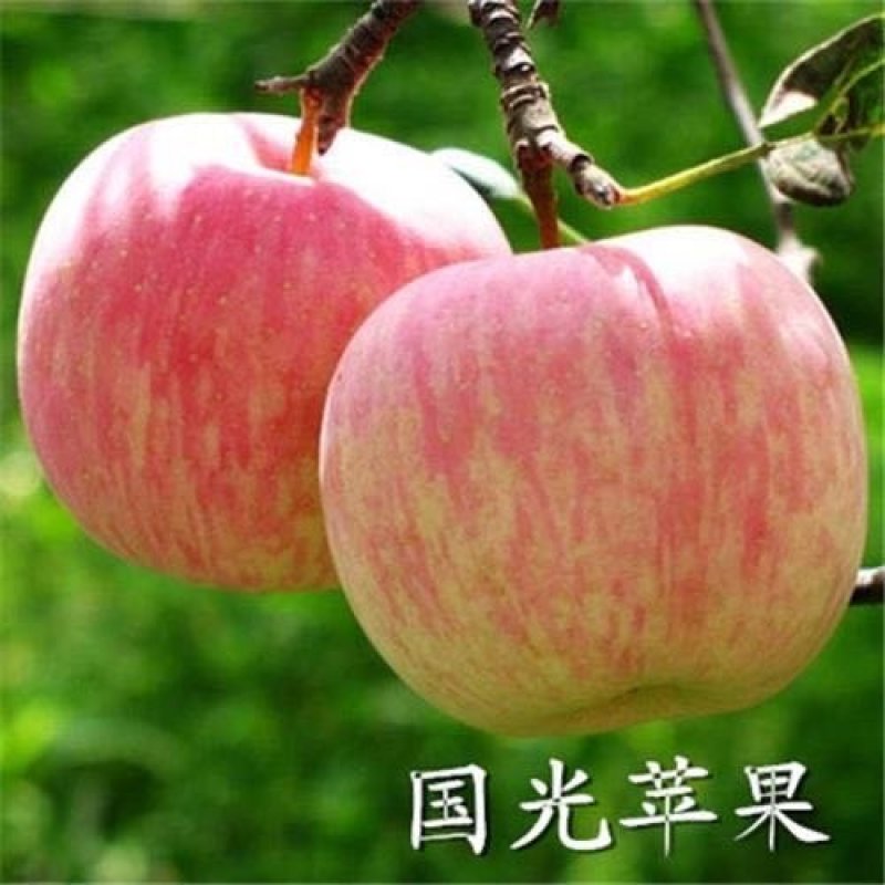 冰糖心苹果苗-黑钻苹果-蛇果苹果-国光苹果-品种保证