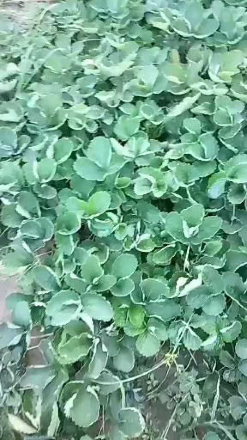 草莓苗一甜宝草霉苗，规格，10-20公分，