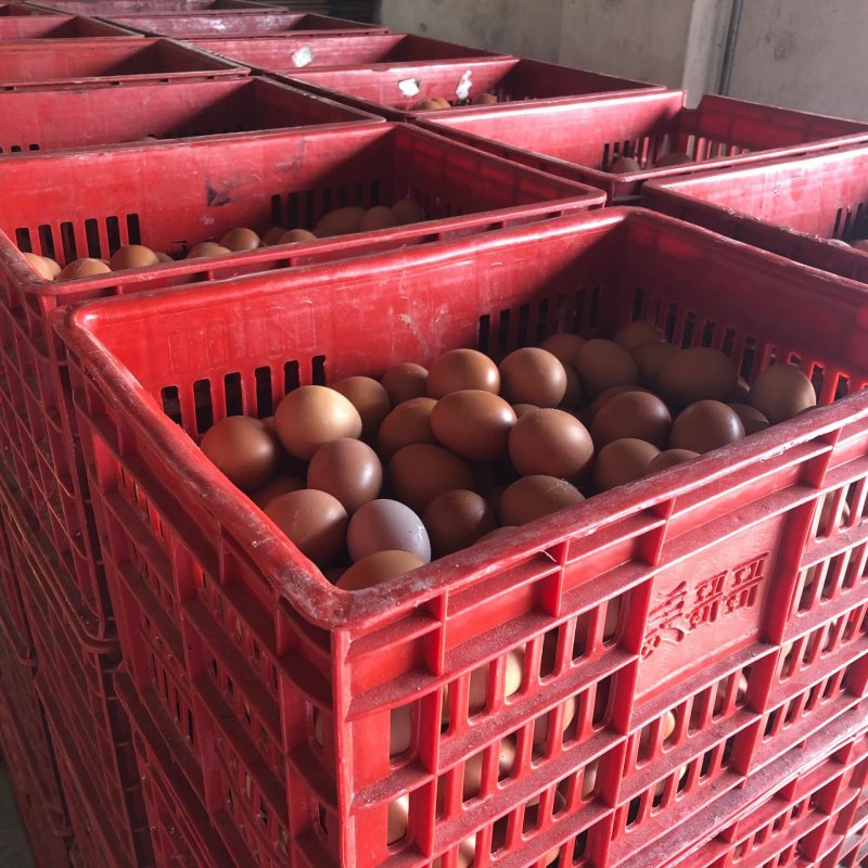 东北农村鲜鸡蛋中大码鸡蛋鸡蛋鸡蛋