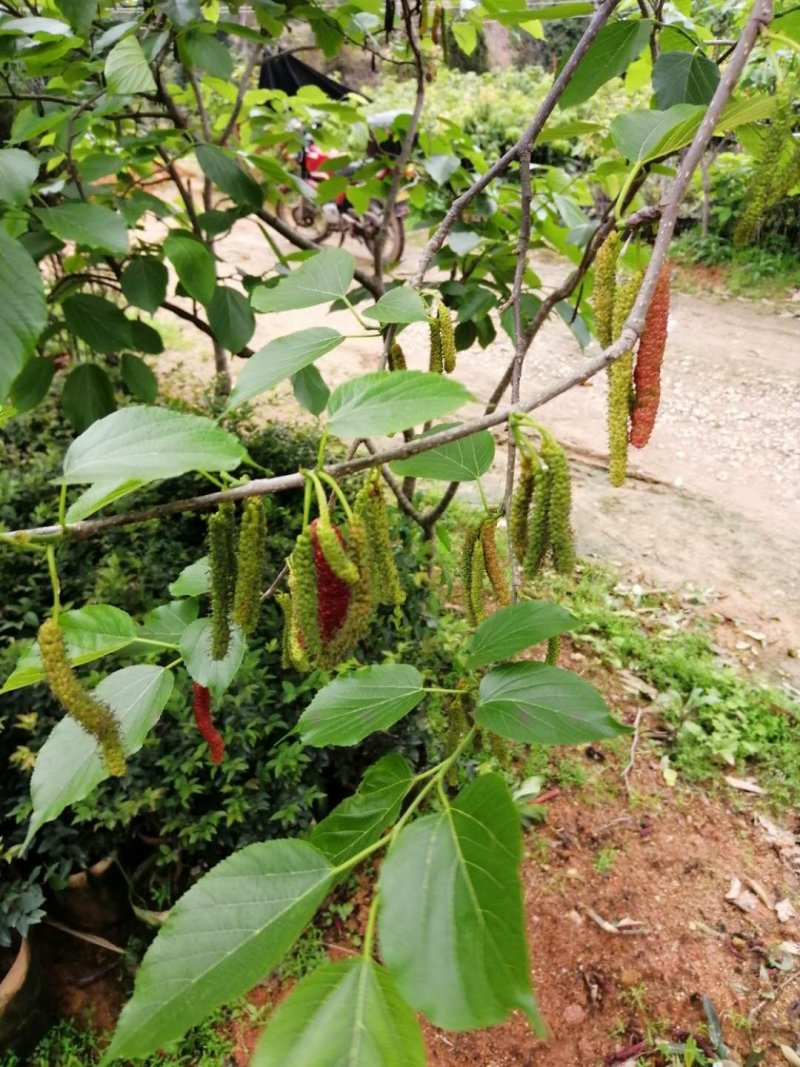 包邮正品【广西灵山长桑果，大十果桑】嫁接苗/直销