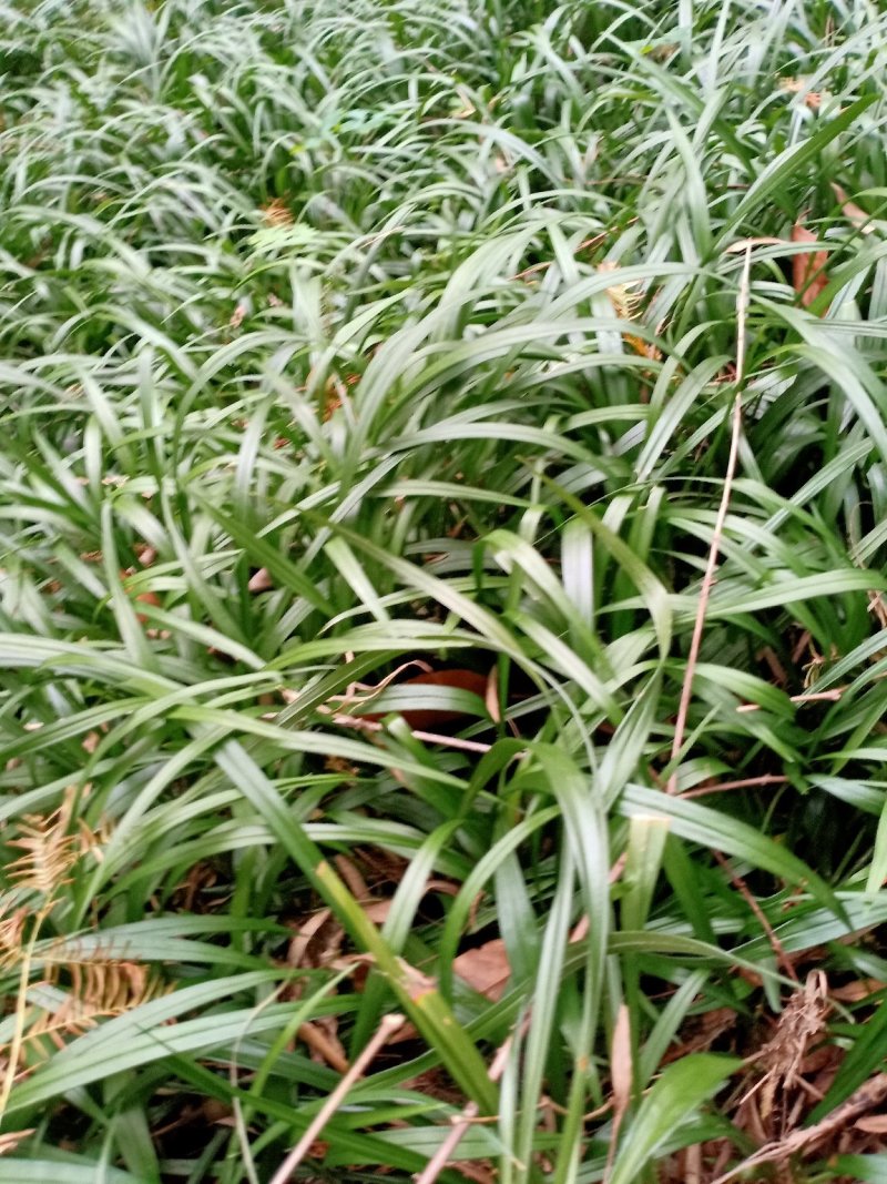 吉祥草，野生吉祥草，观音草