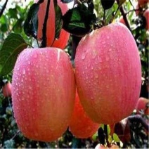 美国爱妃苹果树苗嫁接果树苗南北方种植地栽盆栽庭院