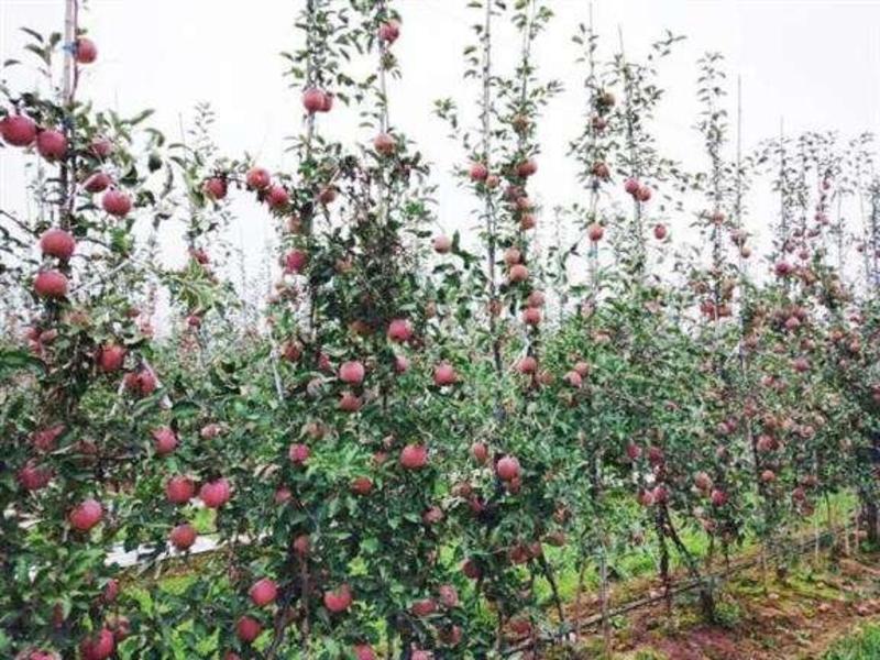 美国爱妃苹果树苗嫁接果树苗南北方种植地栽盆栽庭院