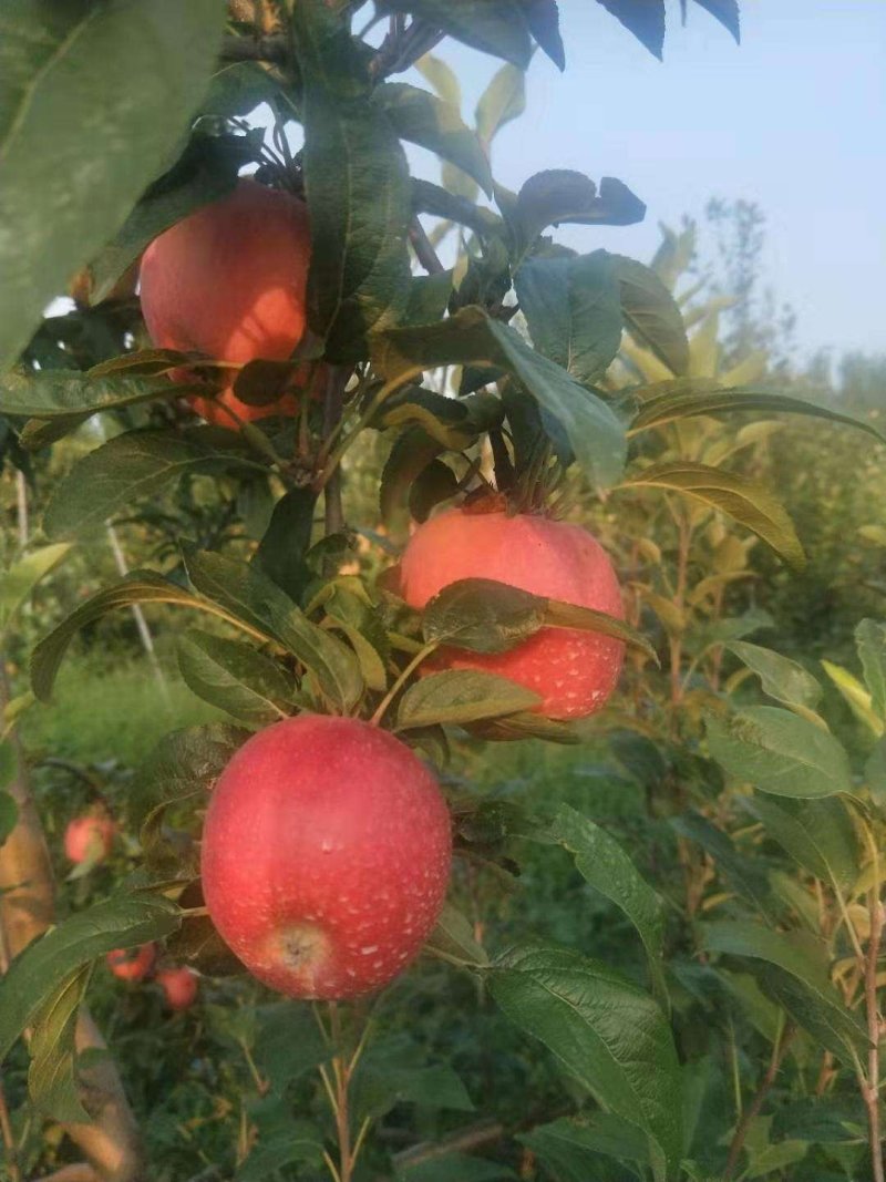 美国爱妃苹果树苗嫁接果树苗南北方种植地栽盆栽庭院