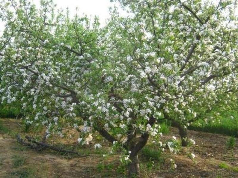 白苹果树苗新品种糖心奶油苹果苗四季盆栽地栽南北方种植当年