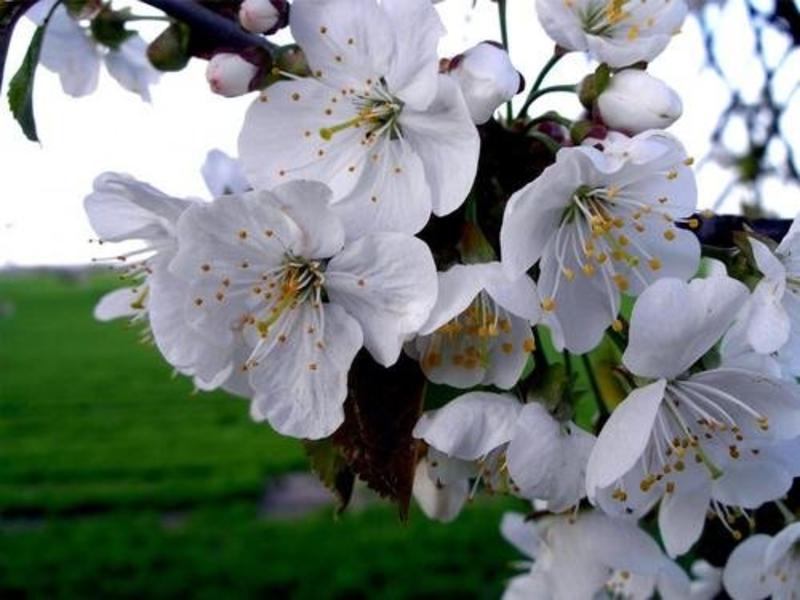 白苹果树苗新品种糖心奶油苹果苗四季盆栽地栽南北方种植当年