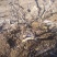 龙枣树龙须枣树盆栽地栽南方北方种植盘龙蟠龙活苗嫁接苗当年