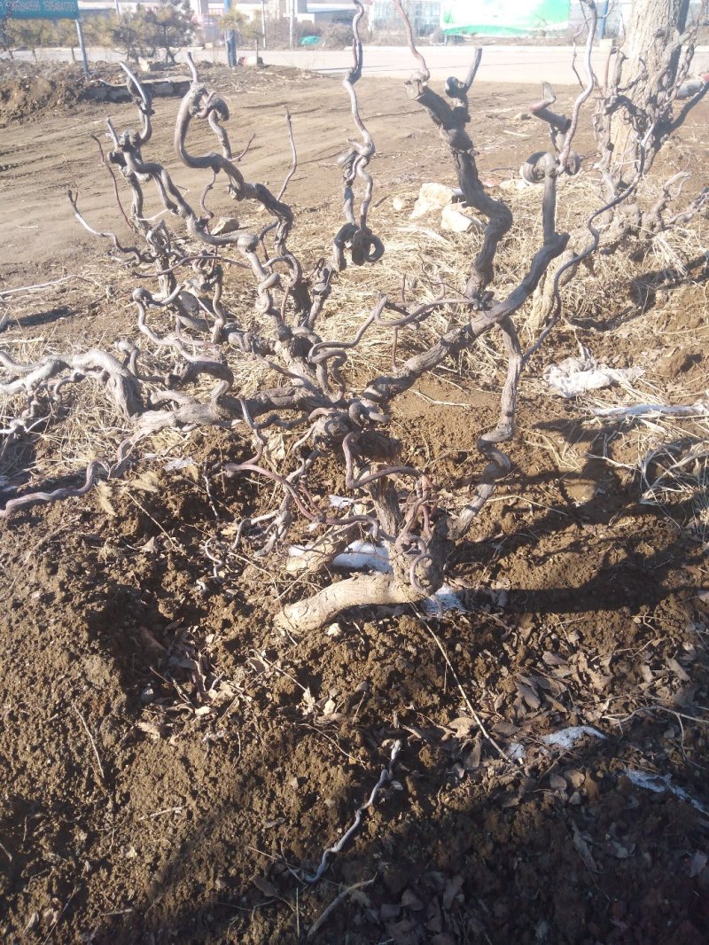 龙枣树龙须枣树盆栽地栽南方北方种植盘龙蟠龙活苗嫁接苗当年
