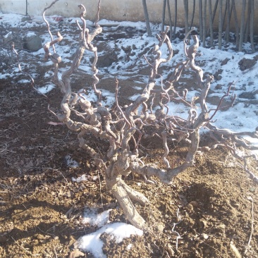 龙枣树龙须枣树盆栽地栽南方北方种植盘龙蟠龙活苗嫁接苗当年