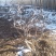 龙枣树龙须枣树盆栽地栽南方北方种植盘龙蟠龙活苗嫁接苗当年